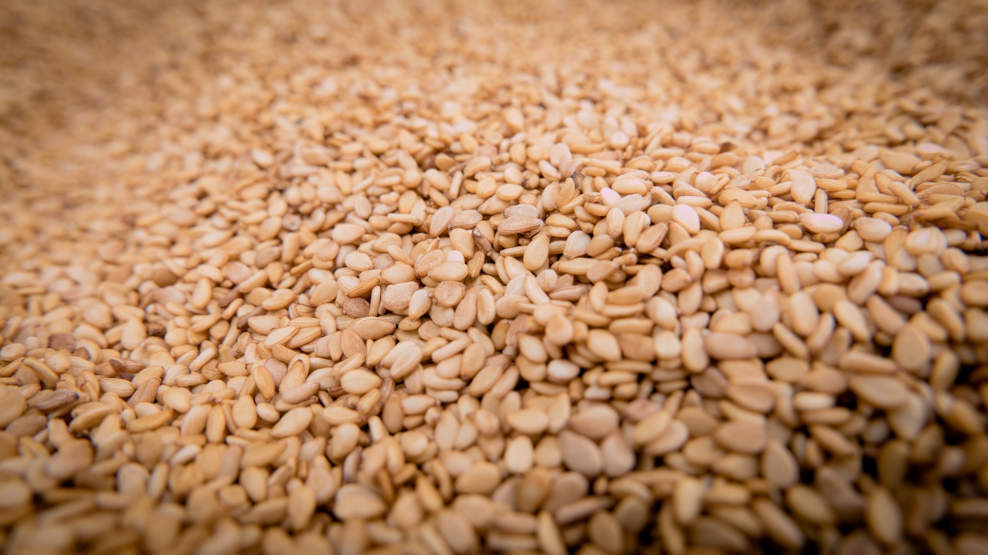 Sesame seeds Suppliers from India